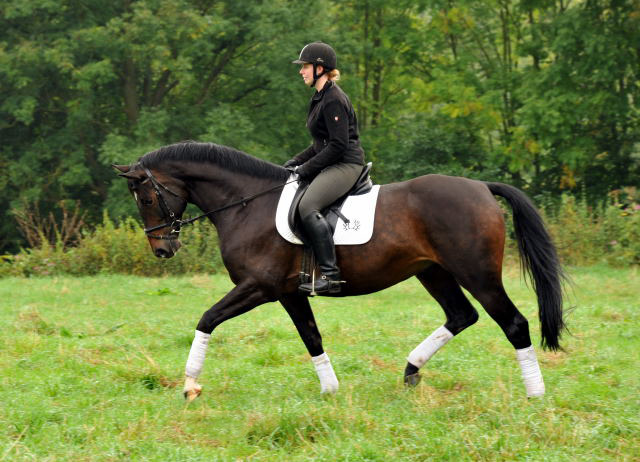 5year old Trakehner by Meraldik out of Schwalbenflair by Exclusiv - Foto: Beate Langels - Trakehner Gestt Hmelschenburg