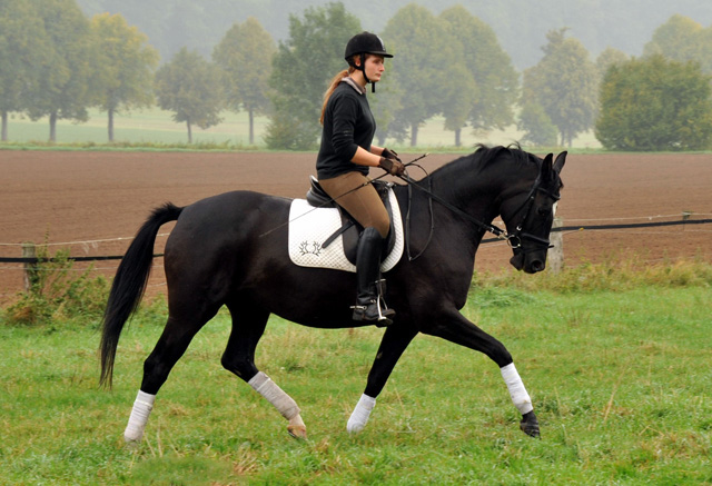 Schwalbensiegel von Kostolany u.d. Pr.,StPr. u. Elitestute Schwalbenspiel v. Exclusiv - Foto: Beate Langels - Zchter: 
Trakehner Gestt Hmelschenburg