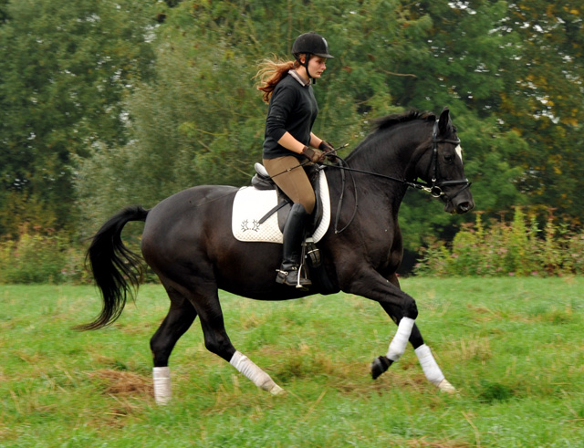 Schwalbensiegel von Kostolany u.d. Pr.,StPr. u. Elitestute Schwalbenspiel v. Exclusiv - Foto: Beate Langels - Zchter: 
Trakehner Gestt Hmelschenburg