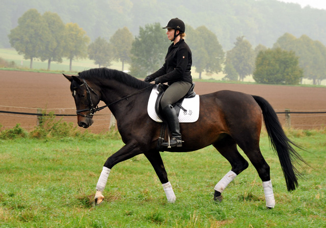 5jhriger Trakehner Wallach von Meraldik u.d. Schwalbenflair v. Exclusiv - Foto: Beate Langels - Trakehner Gestt Hmelschenburg