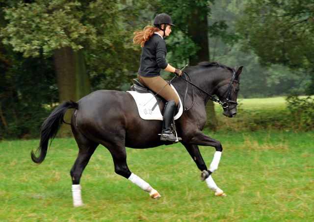 Schwalbensiegel von Kostolany u.d. Pr.,StPr. u. Elitestute Schwalbenspiel v. Exclusiv - Foto: Beate Langels - Zchter: 
Trakehner Gestt Hmelschenburg