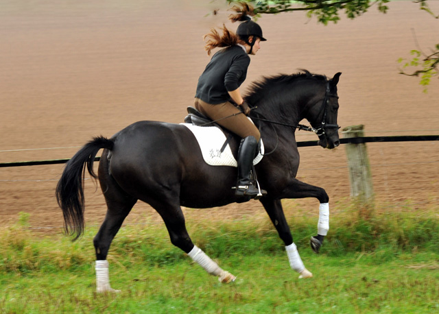 Schwalbensiegel von Kostolany u.d. Pr.,StPr. u. Elitestute Schwalbenspiel v. Exclusiv - Foto: Beate Langels - Zchter: 
Trakehner Gestt Hmelschenburg