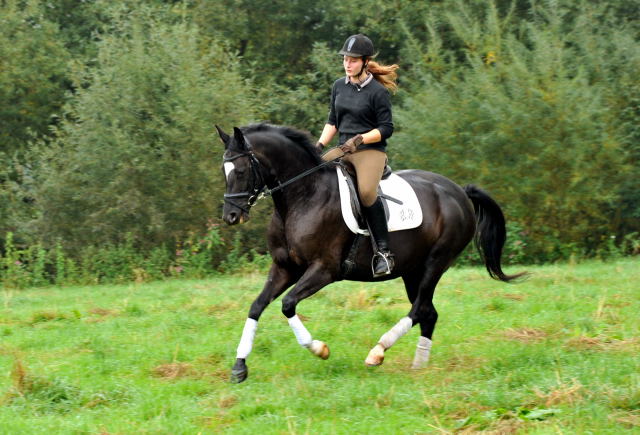 Schwalbensiegel von Kostolany u.d. Pr.,StPr. u. Elitestute Schwalbenspiel v. Exclusiv - Foto: Beate Langels - Zchter: 
Trakehner Gestt Hmelschenburg