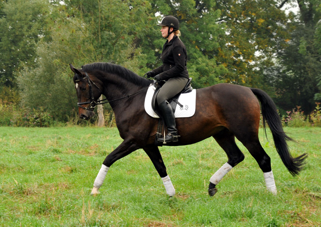 5jhriger Trakehner Wallach von Meraldik u.d. Schwalbenflair v. Exclusiv - Foto: Beate Langels - Trakehner Gestt Hmelschenburg