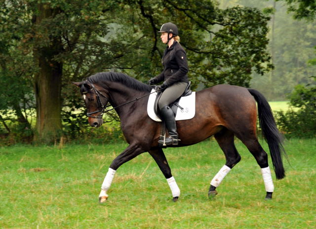 5jhriger Trakehner Wallach von Meraldik u.d. Schwalbenflair v. Exclusiv - Foto: Beate Langels - Trakehner Gestt Hmelschenburg