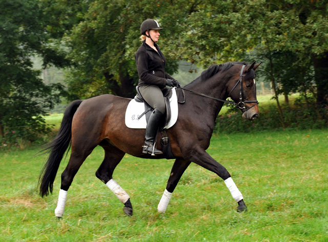 5jhriger Trakehner Wallach von Meraldik u.d. Schwalbenflair v. Exclusiv - Foto: Beate Langels - Trakehner Gestt Hmelschenburg