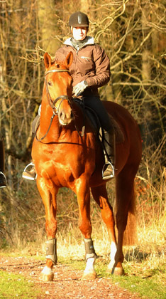 Die Freudenfest-Shne Shavalou und Rivergold - Foto: Beate Langels - Trakehner Gestt Hmelschenburg