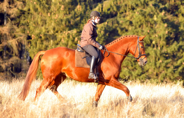 Rivergold von Freudenfest geritten von unserer Auszubildenden Jessica - Foto: Beate Langels - Trakehner Gestt Hmelschenburg