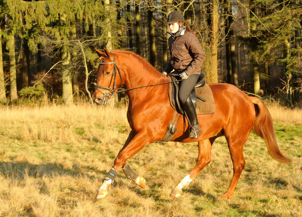 Rivergold von Freudenfest geritten von unserer Auszubildenden Jessica - Foto: Beate Langels - Trakehner Gestt Hmelschenburg