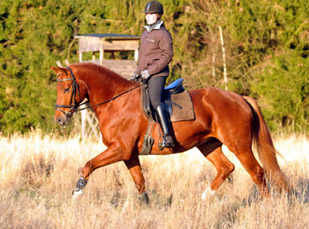 Rivergold von Freudenfest geritten von unserer Auszubildenden Jessica - Foto: Beate Langels - Trakehner Gestt Hmelschenburg