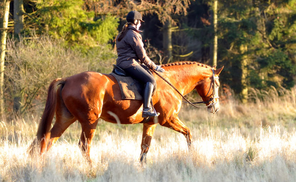 Rivergold von Freudenfest geritten von unserer Auszubildenden Jessica - Foto: Beate Langels - Trakehner Gestt Hmelschenburg