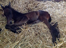 Avalon von Grand Corazon x Summertime