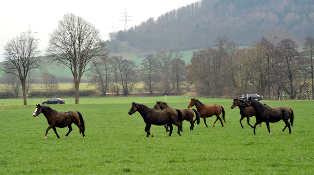 Heute durften unsere Stuten endlich wieder auf die Feldweide - 26. Januar 2016 im
Trakehner Gestüt Hämelschenburg