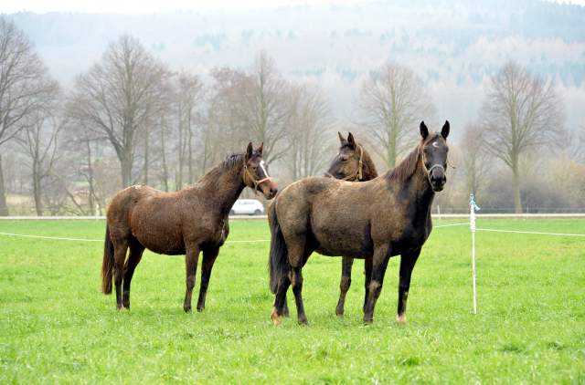 Heute durften unsere Stuten endlich wieder auf die Feldweide - 26. Januar 2016 im
Trakehner Gestüt Hämelschenburg