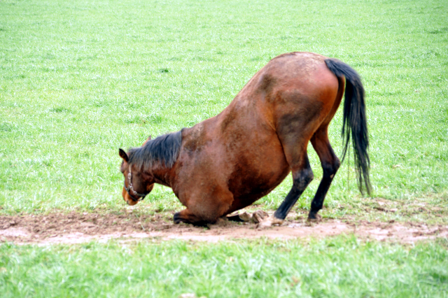 Heute durften unsere Stuten endlich wieder auf die Feldweide - 26. Januar 2016  im
Trakehner Gestt Hmelschenburg