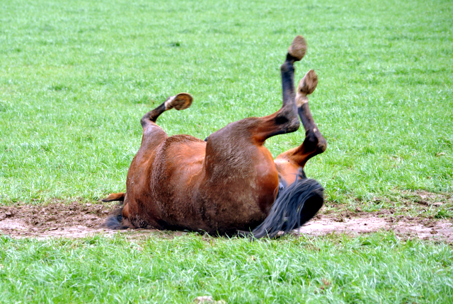Heute durften unsere Stuten endlich wieder auf die Feldweide - 26. Januar 2016 im
Trakehner Gestüt Hämelschenburg