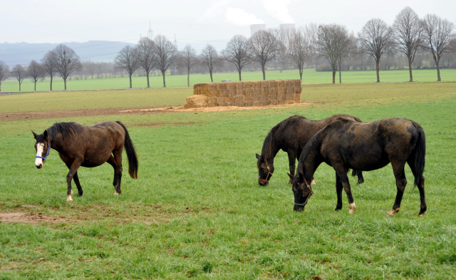 Heute durften unsere Stuten endlich wieder auf die Feldweide - 26. Januar 2016 im
Trakehner Gestüt Hämelschenburg