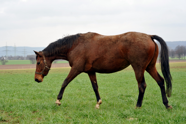 Heute durften unsere Stuten endlich wieder auf die Feldweide - 26. Januar 2016 im
Trakehner Gestüt Hämelschenburg