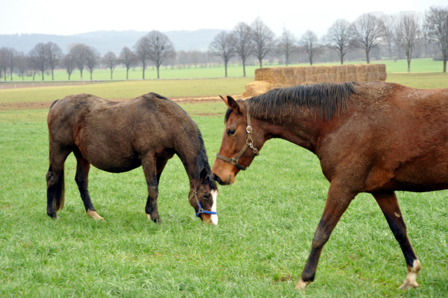 Heute durften unsere Stuten endlich wieder auf die Feldweide - 26. Januar 2016 im
Trakehner Gestüt Hämelschenburg