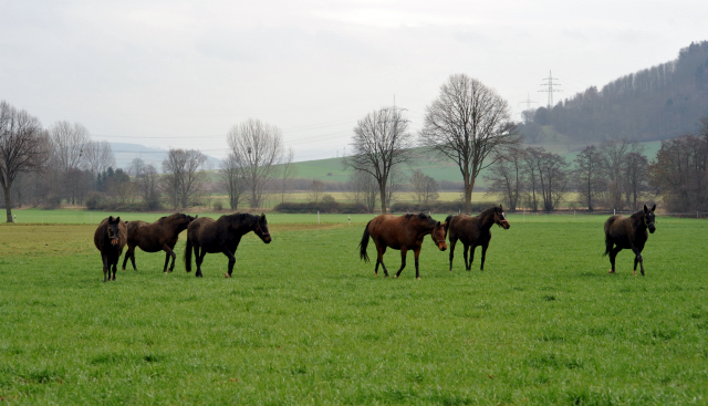 Heute durften unsere Stuten endlich wieder auf die Feldweide - 26. Januar 2016 im
Trakehner Gestüt Hämelschenburg