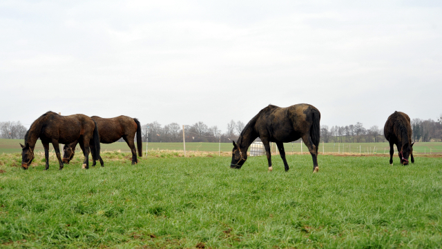Heute durften unsere Stuten endlich wieder auf die Feldweide - 26. Januar 2016 im
Trakehner Gestüt Hämelschenburg