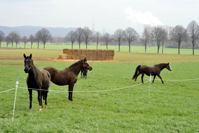 Heute durften unsere Stuten endlich wieder auf die Feldweide - 26. Januar 2016 im
Trakehner Gestüt Hämelschenburg