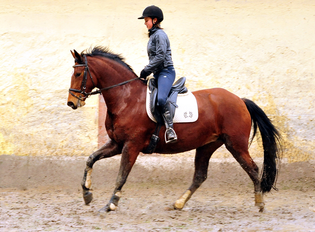  Trakehner Gestt Hmelschenburg - 26. Januar 2018 - Foto: Beate Langels