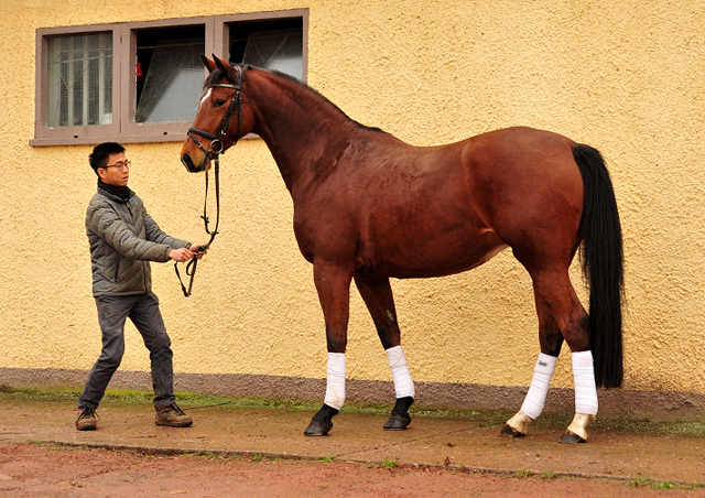  Trakehner Gestt Hmelschenburg 25. Januar 2018 - Foto: Beate Langels