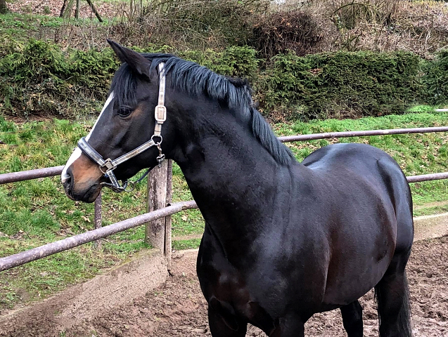 Saint Cyr v. Kostolany - 26. Januar 2020 in Hmelschenburg - Trakehner Gestt Hmelschenburg - Beate Langels