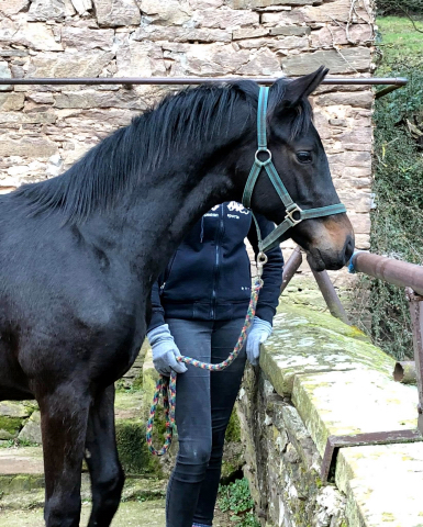 26. Januar 2020 in Hmelschenburg - Trakehner Gestt Hmelschenburg - Beate Langels