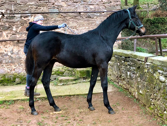 Jhrlingshengst von Saint Cyr x Easy Game - 26. Januar 2020 in Hmelschenburg - Trakehner Gestt Hmelschenburg - Beate Langels