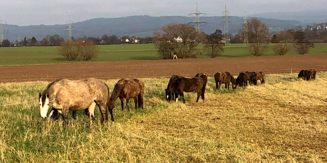 Die Stuten auf der Feldweide - 26. Januar 2020 in Hmelschenburg - Trakehner Gestt Hmelschenburg - Beate Langels