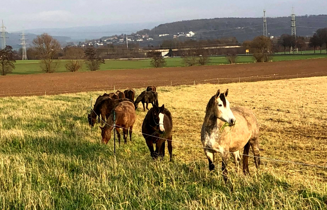 Die Stuten auf der Feldweide - 26. Januar 2020 in Hmelschenburg - Trakehner Gestt Hmelschenburg - Beate Langels