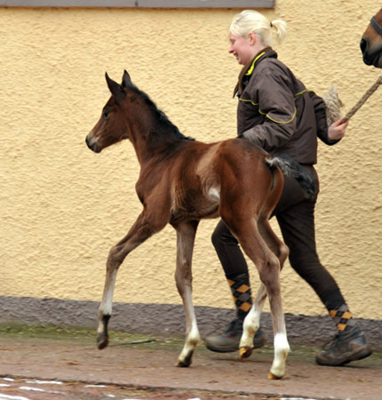 Trakehner Stutfohlen von Oliver Twist u.d. Prmien- und Staatsprmienstute Karena v. Freudenfest - Foto: Beate Langels, Trakehner Gestt Hmelschenburg