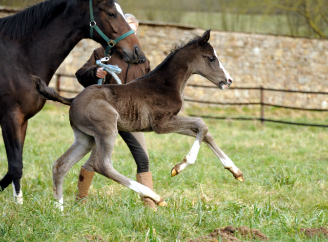 Hengstfohlen von De Niro u.d. Schwalbendiva von Totilas - Foto: Beate Langels - Trakehner Gestt Hmelschenburg