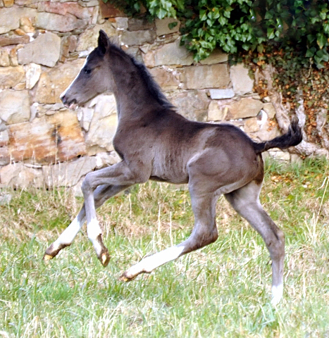 Hengstfohlen von De Niro u.d. Schwalbendiva von Totilas - Foto: Beate Langels - Trakehner Gestt Hmelschenburg