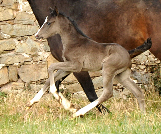 Hengstfohlen von De Niro u.d. Schwalbendiva von Totilas - Foto: Beate Langels - Trakehner Gestt Hmelschenburg