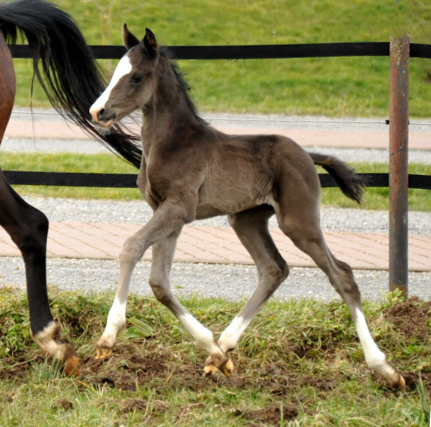 Hengstfohlen von De Niro u.d. Schwalbendiva von Totilas - Foto: Beate Langels - Trakehner Gestt Hmelschenburg