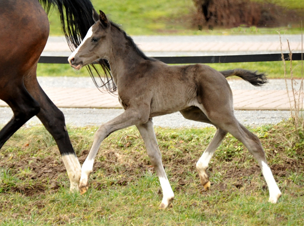 Hengstfohlen von De Niro u.d. Schwalbendiva von Totilas - Foto: Beate Langels - Trakehner Gestt Hmelschenburg