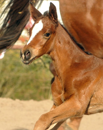 Trakehner Stutfohlen von Singolo u.d. Pr. u. StPrSt. Klassic v. Freudenfest u.d. Elitestute Kassuben v. Enrico Caruso  - Gestt Hmelschenburg - Beate Langels