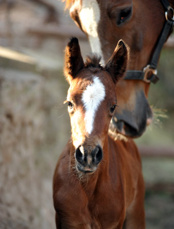 Trakehner Stutfohlen von Singolo u.d. Pr. u. StPrSt. Klassic v. Freudenfest u.d. Elitestute Kassuben v. Enrico Caruso  - Gestt Hmelschenburg - Beate Langels