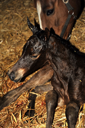 Trakehner Filly by Oliver Twist out of Pr. a. StPrSt. Klassic by Freudenfest out of Elitemare Kassuben by Enrico Caruso - Gestt Hmelschenburg - Beate Langels