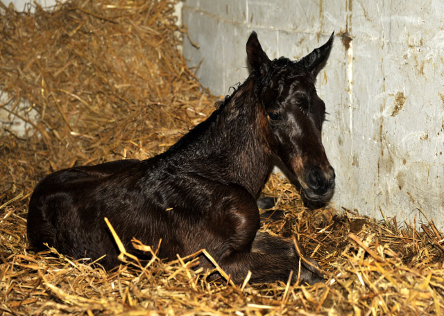 Klassic Touch - Trakehner Filly by Oliver Twist out of Pr. a. StPrSt. Klassic by Freudenfest out of Elitemare Kassuben by Enrico Caruso - Foto: Beate Langels - Trakehner Gestt Hmelschenburg