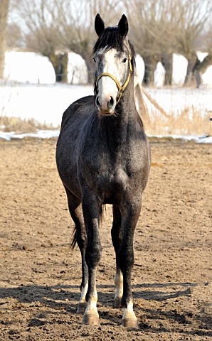 2jhriger Hengst von Saint Cyr u.d. Teatime v. Summertime - copyright Beate Langels, Trakehner Gestt Hmelschenburg