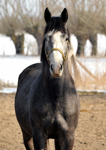 Trakehner Hengst von Saint Cyr u.d. Teatime v. Summertime, Foto: Beate Langels - Trakehner Gestt Hmelschenburg