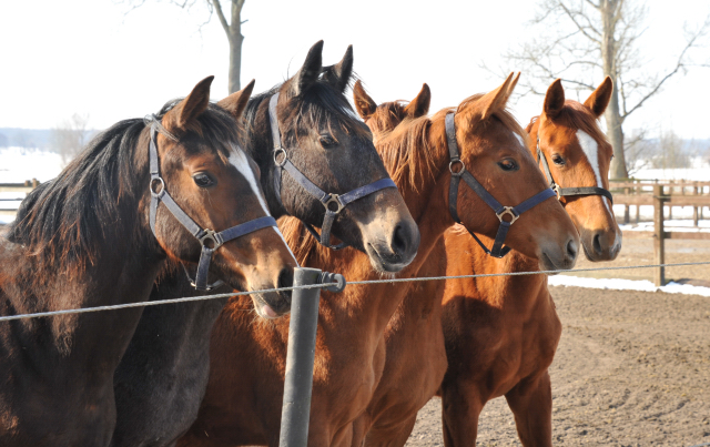 Die Gruppe der Jährlingsstuten im Gestüt Schäplitz - copyright Beate Langels, Trakehner Gestüt Hämelschenburg