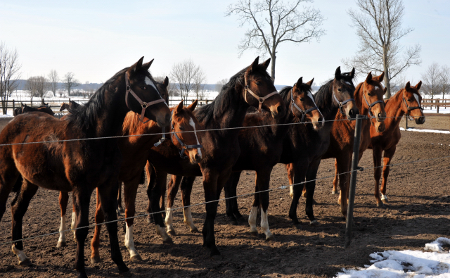 Die Gruppe der Jährlingsstuten im Gestüt Schäplitz - copyright Beate Langels, Trakehner Gestüt Hämelschenburg