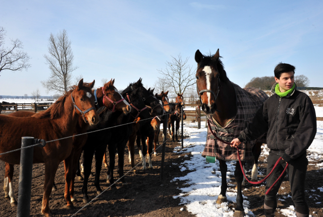 Die Gruppe der Jährlingsstuten und Richard mit Kapalou im Gestüt Schäplitz - copyright Beate Langels, Trakehner Gestüt Hämelschenburg