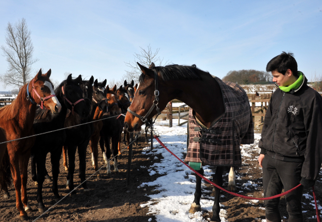 Die Gruppe der Jährlingsstuten und Richard mit Kapalou im Gestüt Schäplitz - copyright Beate Langels, Trakehner Gestüt Hämelschenburg