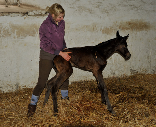 Klassic Touch  - Trakehner Filly by Oliver Twist out of Pr. a. StPrSt. Klassic by Freudenfest out of Elitemare Kassuben by Enrico Caruso - Foto: Beate Langels - Trakehner Gestt Hmelschenburg